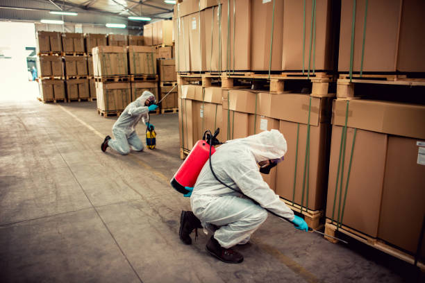 Wasp Removal Services in Alamogordo, NM
